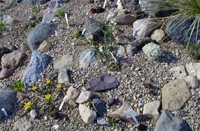 The rock garden is one of the first places in the garden where flowers bloom in spring.