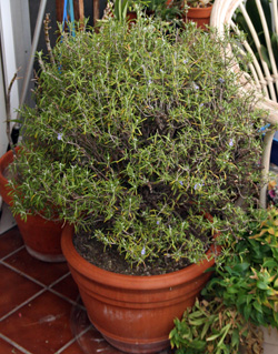 Rosemary shrub in a container.