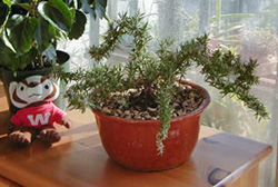 A small training rosemary plant growing indoors.