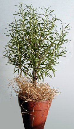 Rosemary is used for many purposes.