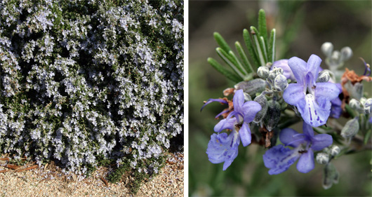 As flores pequenas crescem em cachos ao longo dos ramos.