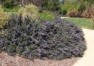 Rosemary is used as a landscape plant in mild climates. 