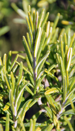  The needle-like leaves of rosemary.