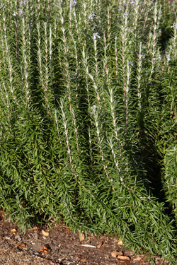 Rosemary (Rosemarinus officinalis)