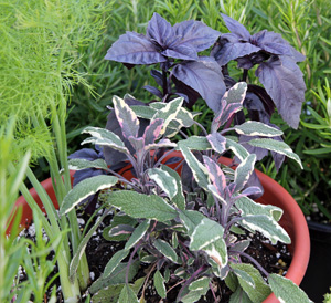 Tricolor sage combined with fennel and purple basil in an herb container.