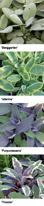 Some sage cultivars.