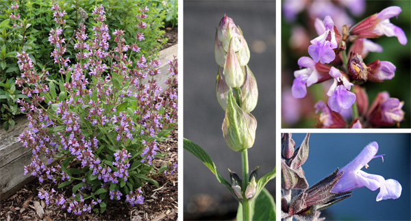 Sage blooming (L), elongating flower spike (C) and close-up of the two lipped flowers (R).