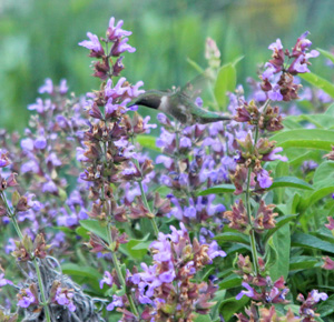 A ruby throated hummingbird feeding from common sage flowers.