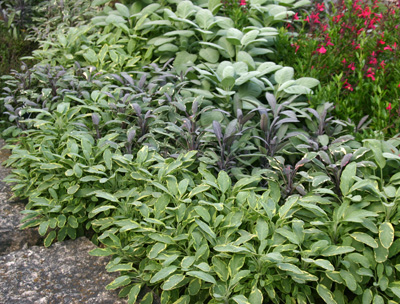 Sage is an attractive culinary herb.