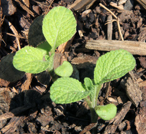 Seedling sage plants.