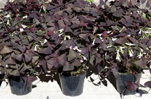 Oxalis species may have green, purple or patterned leaves.