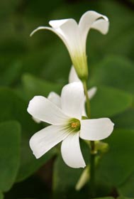 All Oxalis species have 5-petaled flowers on long stalks.