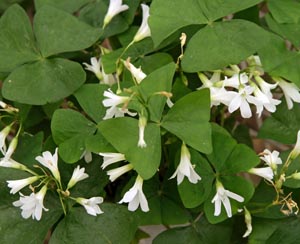 Oxalis acetosella