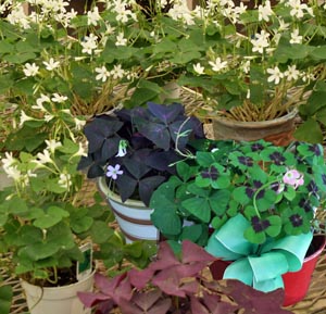 Shamrocks Oxalis Spp Wisconsin Horticulture