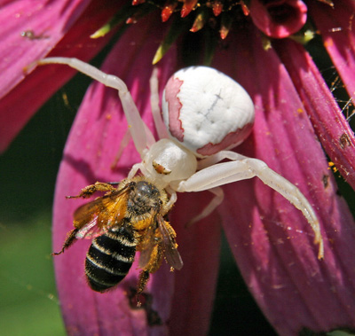 The crab spider Misumena vatia with a bee