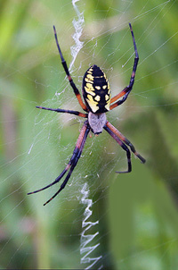 A common yellow and black argiope spider.