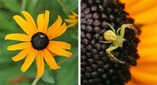 A small yellow crab spider on a flower (L) and closeup (R).