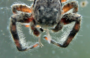 A jumping spider eating a small insect.