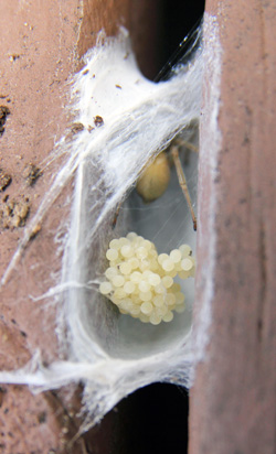 Spiders lay eggs in masses.
