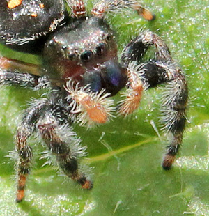 Spiders have jaws ending in fangs (not visible behind the orange palps) but few can bite through human skin. 