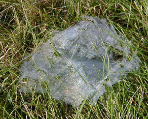 A funnel-shaped grass spider web.