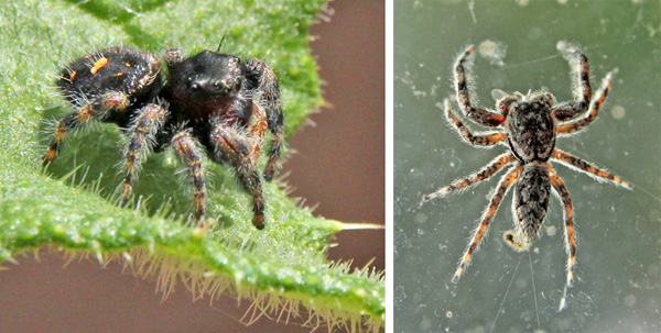 Jumping spiders outdoors (L) and indoors (R).