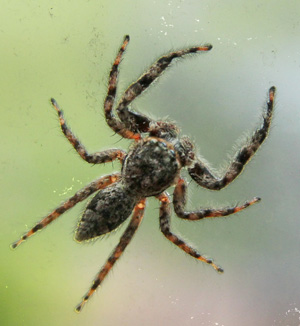 A jumping spider crawling on a window.