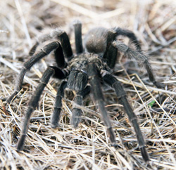 The tarantula is one of the largest North American spiders, found only in the southern and western US.
