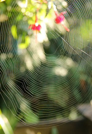 Many—but not all—spiders construct a web to capture prey.