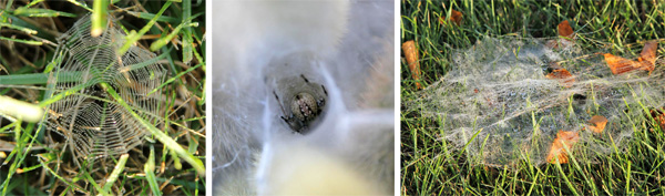 A regular, orb-type web (L), a spider in its funnel web (C) and a more random sheet web (R).
