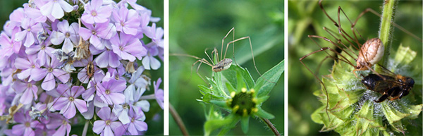 Harvestman hiding on a phlox inflorescence (L), walking through the garden (C) and eating a bee (R).