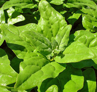 New Zealand spinach.