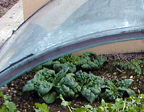 Extend the growing season for spinach with a cold frame.