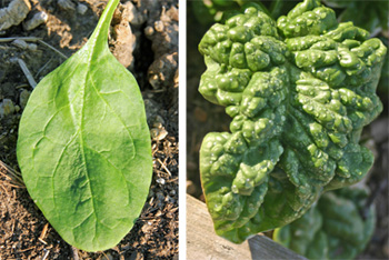 Spinach may have smooth leaves (L) or crinkly (savoy) leaves (R).