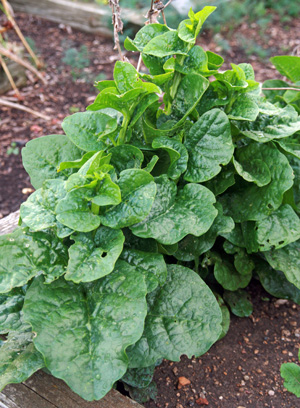 Malabar spinach.