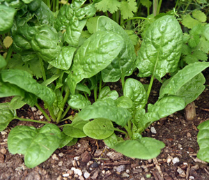 Spinach is a cool-season crop, best grown in spring or fall.