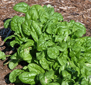 Spinach is a leafy vegetable grown since ancient times.