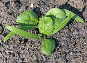 Olympia spinach seedlings, with their long, narrow cotyledons and rounded true leaves.