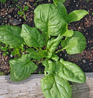 Spinach grows best in rich, moist but well-drained soil.