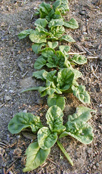 Spinach produces rosettes of leaves.
