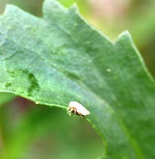 A froghopper - an adult spittlebug.