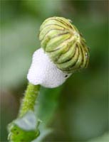 Spittlebug on daisy bud.