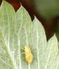 A spittlebug nymph without its froth on a strawberry leaf.