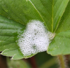 A spittlebug nymph peeks out from a mass of bubbles on a strawberry leaf.