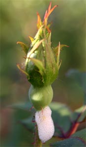 Spittlebug on rose.