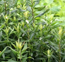 Spittlebugs on goldenrod shoots.