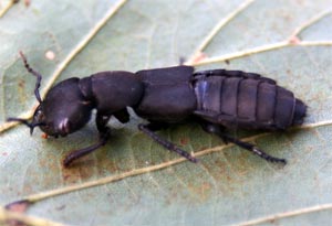 Rove beetles usually have shortened elytra that leaves the abdominal segments exposed.
