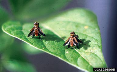 Mating pairs of Trichopoda giacomellii. CSIRO Archives, Commonwealth Scientific and Industrial Research Organization, www.insectimages.org