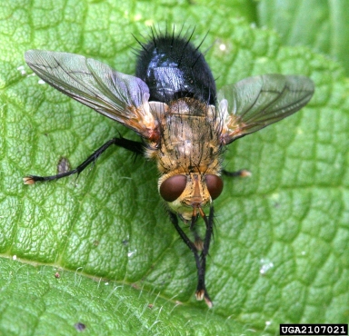 The tachinid fly Archytas apiciferi. David Cappaert, www.insectimages.org