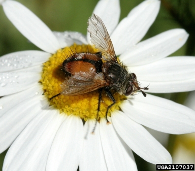 The tachinid fly Peleteria spp. David Cappaert, www.insectimages.org